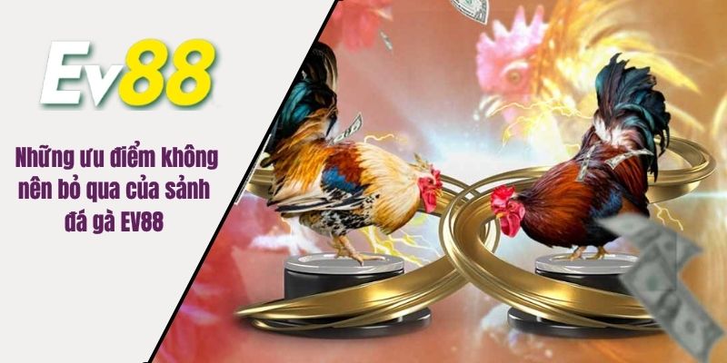 Thế mạnh tạo nên thương hiệu đá gà cho EV88