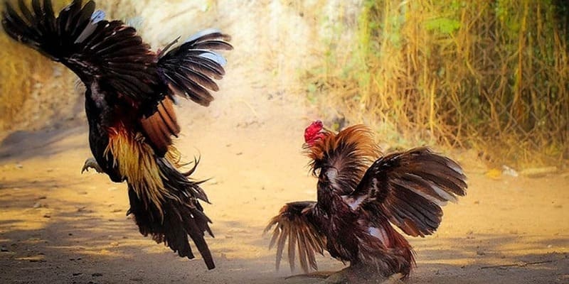 Vài nét khám phá cơ bản về đá gà 88