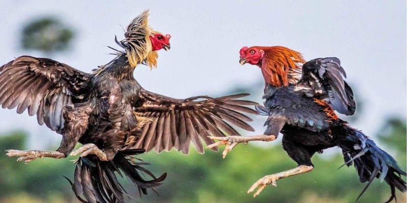 Điểm cuốn hút nhất của sân chơi đá gà 88